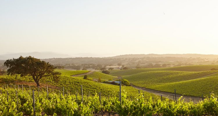 Séjour dans un vignoble de Bourgogne : immersion au cœur des vignes