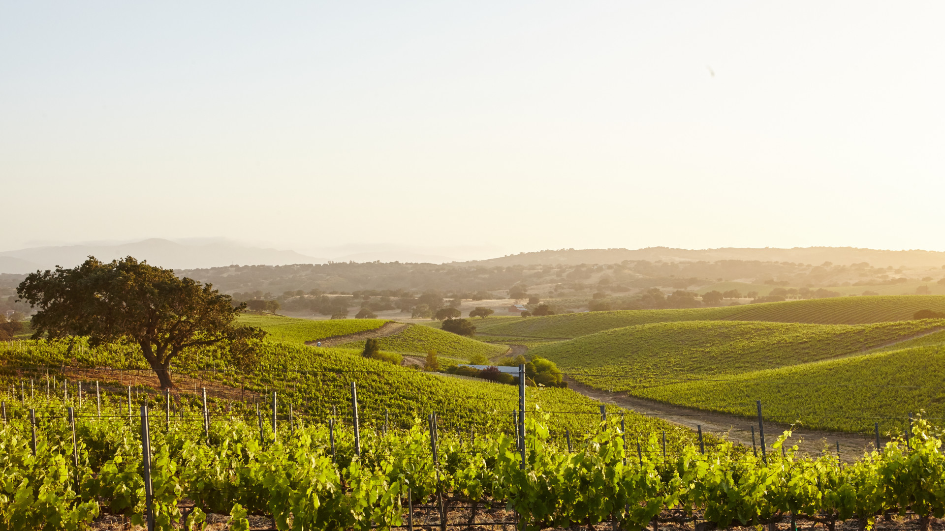 Séjour dans un vignoble de Bourgogne : immersion au cœur des vignes